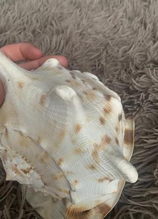 Ракушка большая