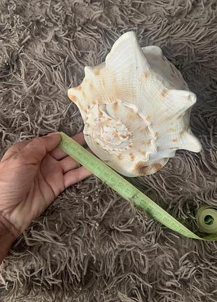 Ракушка большая