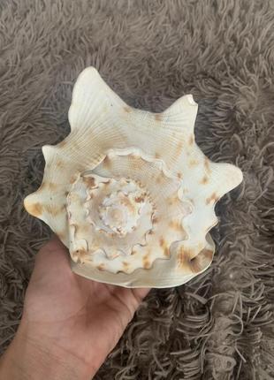 Ракушка большая