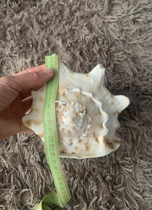 Ракушка большая