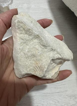 Интерьерные камни из адриатического моря отпечатки ракушки2 фото