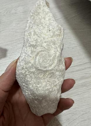 Интерьерные камни из адриатического моря отпечатки ракушки3 фото