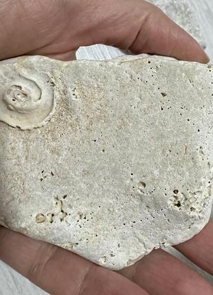 Интерьерные камни из адриатического моря отпечатки ракушки6 фото