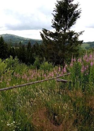 Іван чай ферментований карпатський високогірний з квітами, м'ятою та чебрецем корисний ручної роботи10 фото