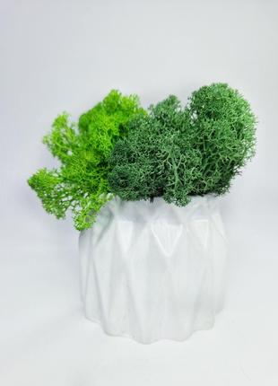 Стабилизированный мох в кашпо декоративный вечнозеленый мох сувенир для дома1 фото