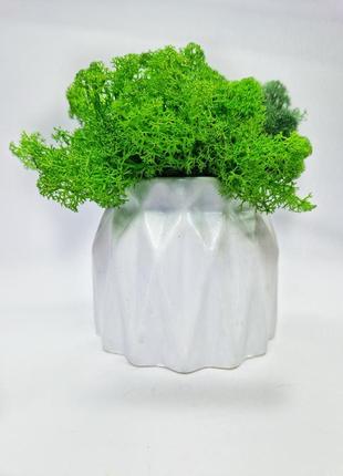 Стабилизированный мох в кашпо декоративный вечнозеленый мох сувенир для дома7 фото