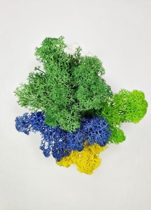 Стабілізований мох декоративний кольоровий мох для дому кашпо з мохом довговічний декор7 фото