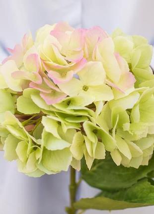 Гортензія із зубчиками на стеблі