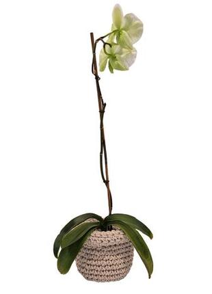 Кашпо для орхідеї, горщик для вазонів 12x15 см1 фото