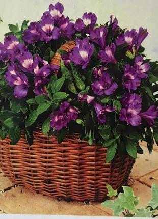 Набір діамантова мозаїка  "фіалковий кошик"  40*50 на підрамнику