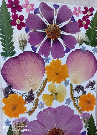 Прессованные цветы, сухоцветы для эпоксидной смолы1 фото