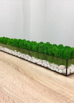 Моссариум со стабилизированым мхом minature moss 80см1 фото