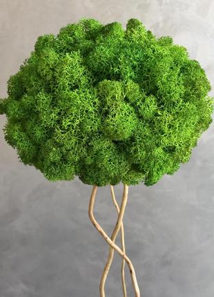 Дерево зі стабілізованим мохом minature moss 30 см2 фото