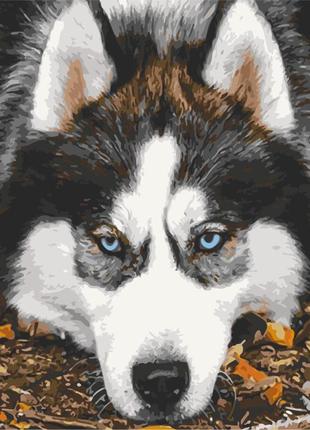 Картина по номерам "опечаленный хаски" art craft 40х50см 11509-ac