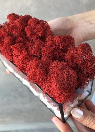 Моссариум со стабилизированым мхом красный minature moss3 фото