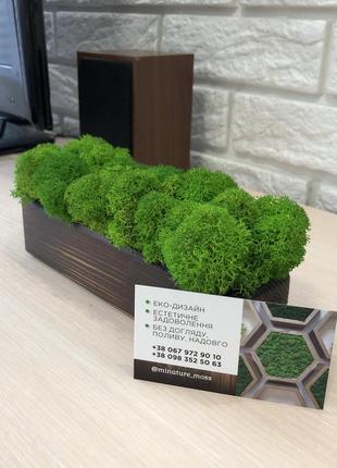 Дерев'яне кашпо із стабілізованим мохом minature moss2 фото