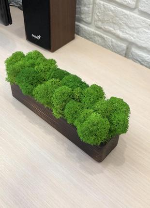 Дерев'яне кашпо із стабілізованим мохом minature moss