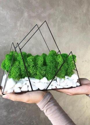 Моссаріум гори зі стабілізованим мохом minature moss