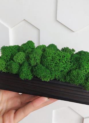 Брашырованое кашпо огнем со стабилизированым мхом minature moss 15см