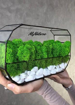 Моссаріум minature moss зі стабілізованим мохом норвезький ягель