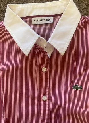 Сорочка lacoste, оригінал