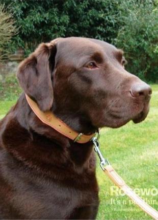 Ошейник для собак натуральная кожа