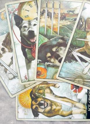 Гадальные карты таро мудрой собаки wize dog таро с собачками собаками колода милых карт7 фото
