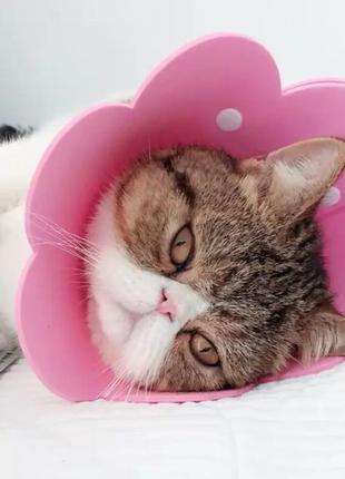 Воротник-ошейник "для заживления ран" для собак и кошек pink flower size xs5 фото