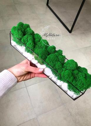Моссаріум із стабілізованим мохом minature moss 30 см натурально зелений2 фото