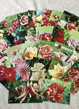 Винтажные открытки 1973 год, 45 штук, цветы2 фото