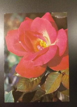 Листівка 1982 актуально