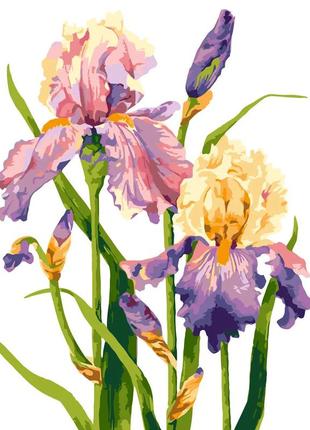 Картина по номерам ирисы на белом фоне lw 30310