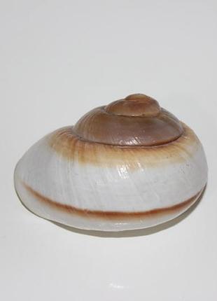 Раковина 3