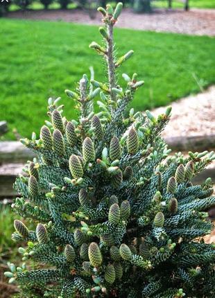 Пихта корейская сильберлок с3 (abies koreana silberloche)