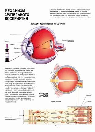 Механизм зрительного восприятия - постер
