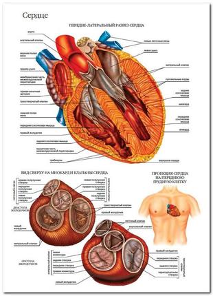 Серце - плакат