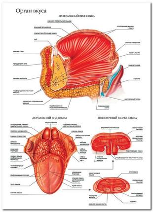 Орган вкуса - плакат