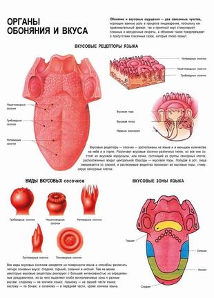 Органы обоняния и вкуса - постер