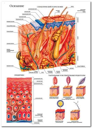 Осязание - плакат1 фото
