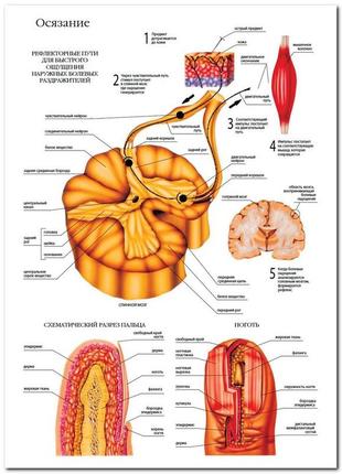 Осязание - плакат1 фото