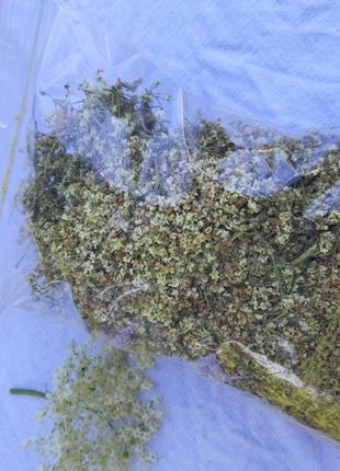 Цвіт бузини сушений чай 100г органічний еко