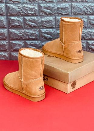 Уггі ugg australia жіночі натуральна шкіра хутро черевики угг стильні високі уггі3 фото