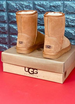 Уггі ugg australia жіночі натуральна шкіра хутро черевики угг стильні високі уггі6 фото