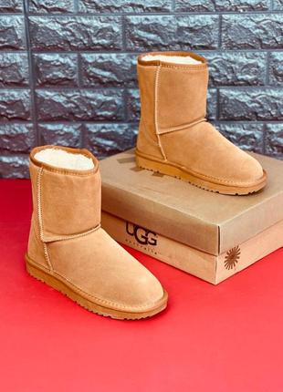 Уггі ugg australia жіночі натуральна шкіра хутро черевики угг стильні високі уггі4 фото