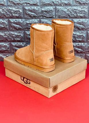 Уггі ugg australia жіночі натуральна шкіра хутро черевики угг стильні високі уггі