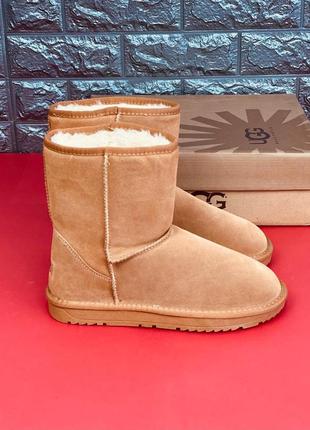 Уггі ugg australia жіночі натуральна шкіра хутро черевики угг стильні високі уггі2 фото