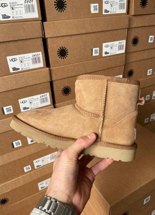 Женские натуральные угги ugg classic mini chestnut suede. внутри овчина.