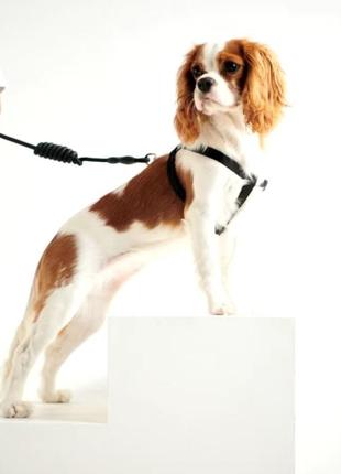 Очень прочный и качественный поводок sinsay со шлеей для собаки пса среднего размера поводок + шлейка3 фото