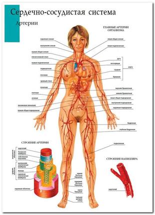 Артерии- плакат1 фото