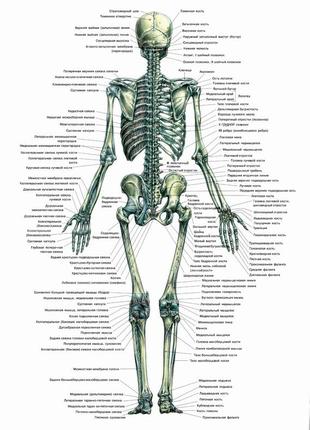 Скелет человека (вид сзади) - постер